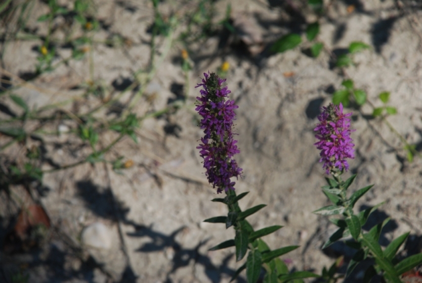 Lythrum salicaria / Salcerella comune